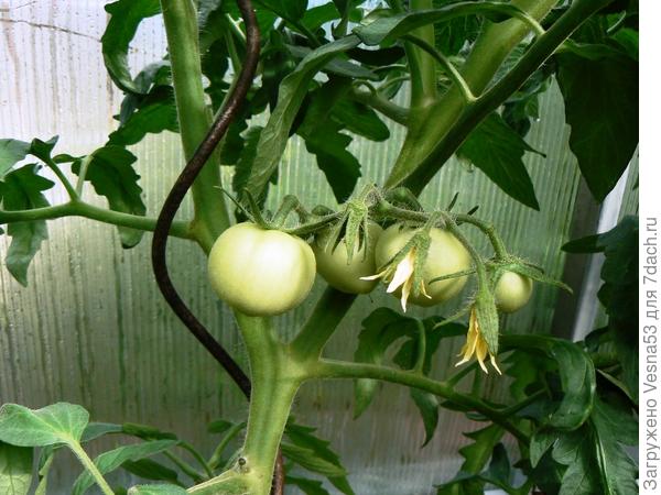 А это первая завязавшаяся кисть на Лирике F1.