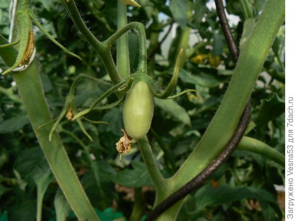 Наконец-то и Царское Искушение F1 показало первые завязи.