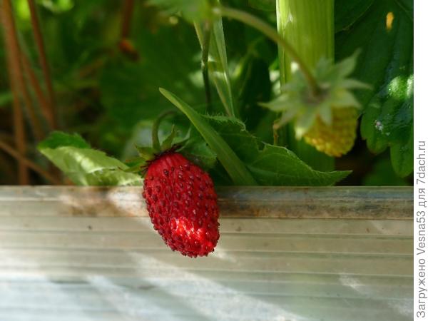Первая земляничка