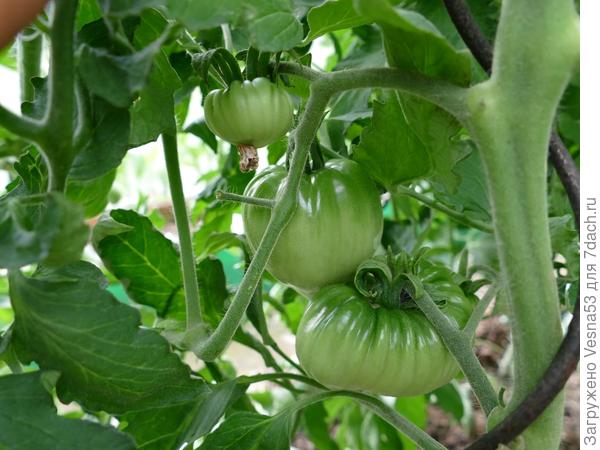 17 июня. Томат Сокровище Инков F1 (№2), завязи на первой кисти.