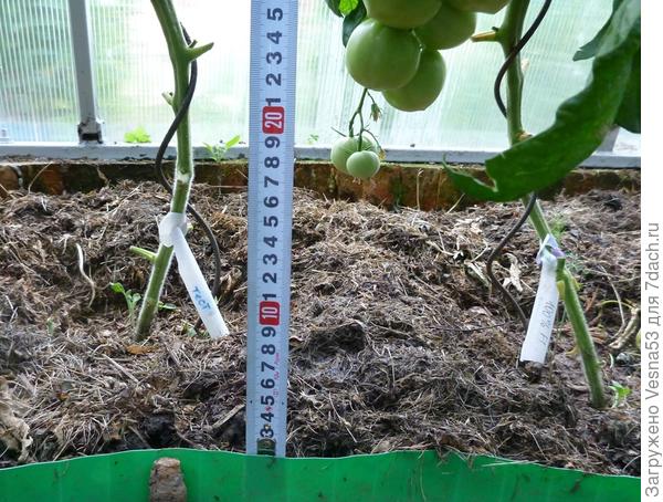 26 июня. Томат 100%F1, нижняя часть кустов, листья до первой кисти обрезаны.