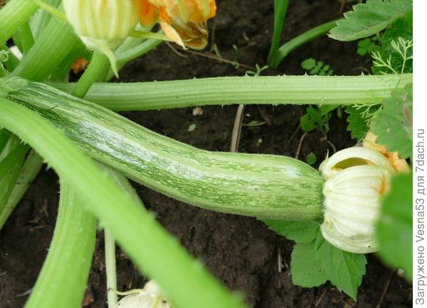 1 июля. Кабачок Тигрёнок, второй плод.