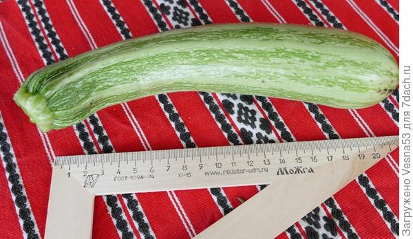 1 июля. Первый плод кабачка цуккини Тигрёнок, фиксирование размера плода.