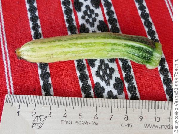 Неопылившаяся завязь, срезанная с куста.