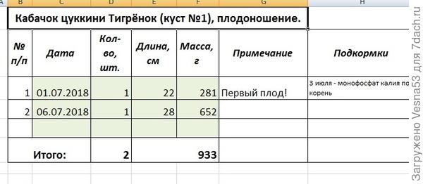 Кабачок Тигрёнок, куст №1, учет плодоношения.