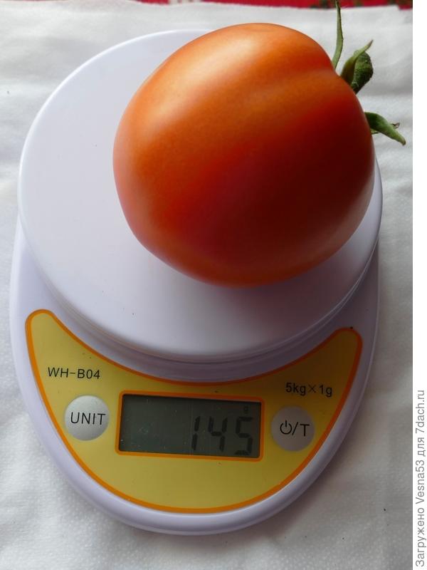 12 июля. Томат Лирика F1, плод с куста №1 на весах.