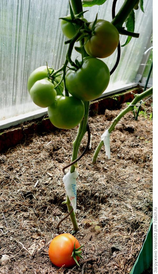 Лирика F1 №1, плод снят с куста.