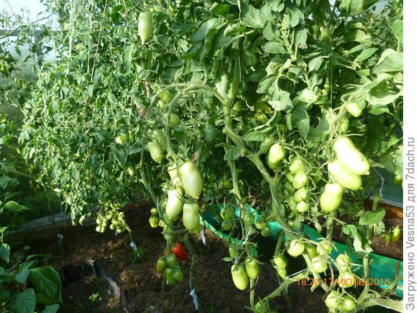 Третья сверху часть кустов, видны много численные завязи.