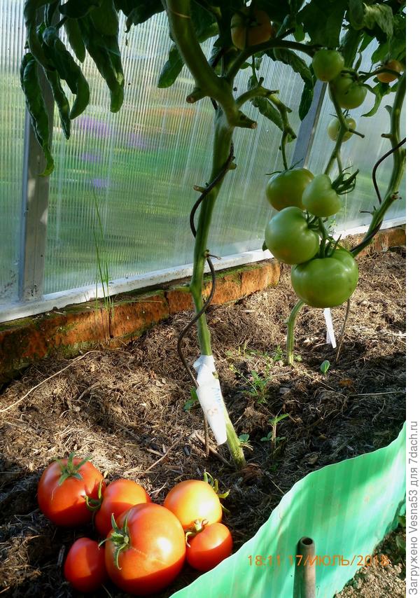 Лирика F1, куст №3 после снятия плодов.