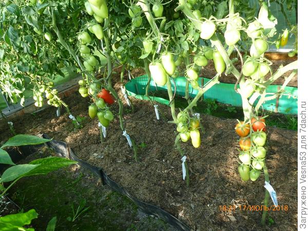 Царское Искушение F1. Нижние часит всех трёх кустов с покрасневшими плодами.