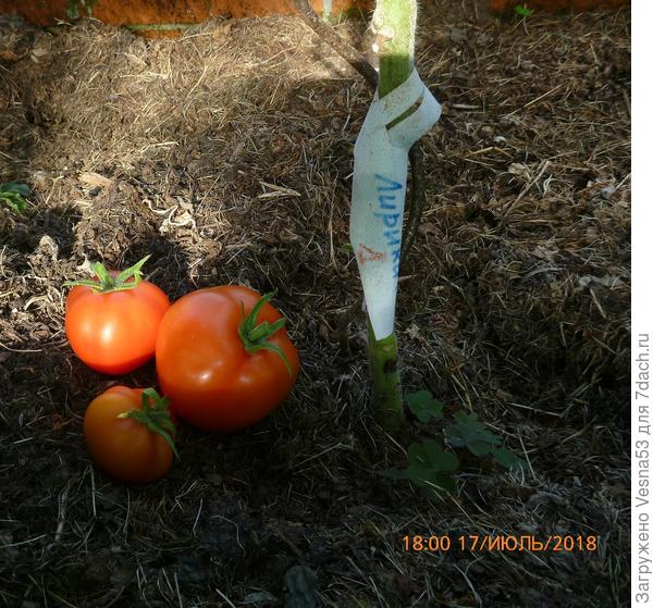 Лирика F1, куст №1, снятые плоды.