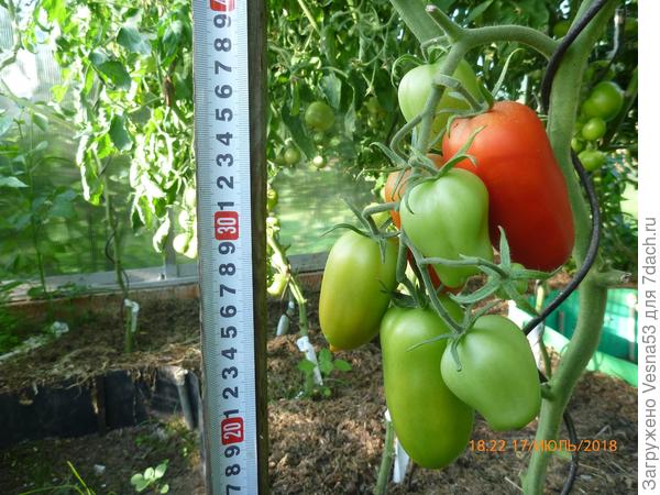 Царское Искушение F1, куст №3, нижняя кисть с покрасневшим плодом.