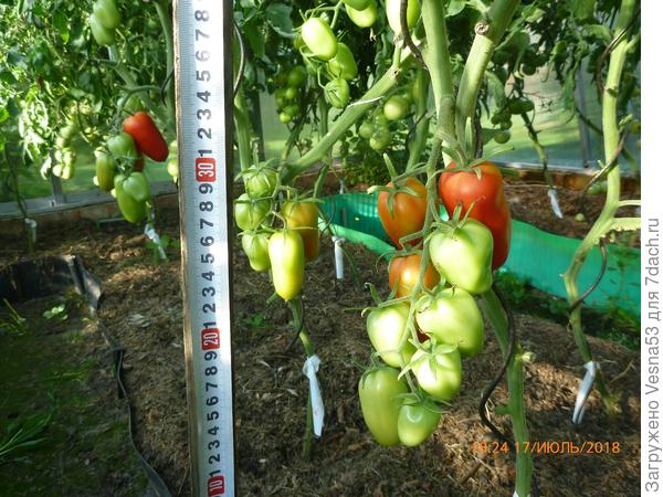 Царское Искушение F1, куст №1, нижняя кисть с поспевающими плодами.