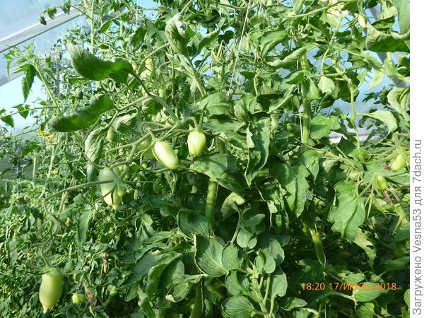 Вторая сверху часть кустов.