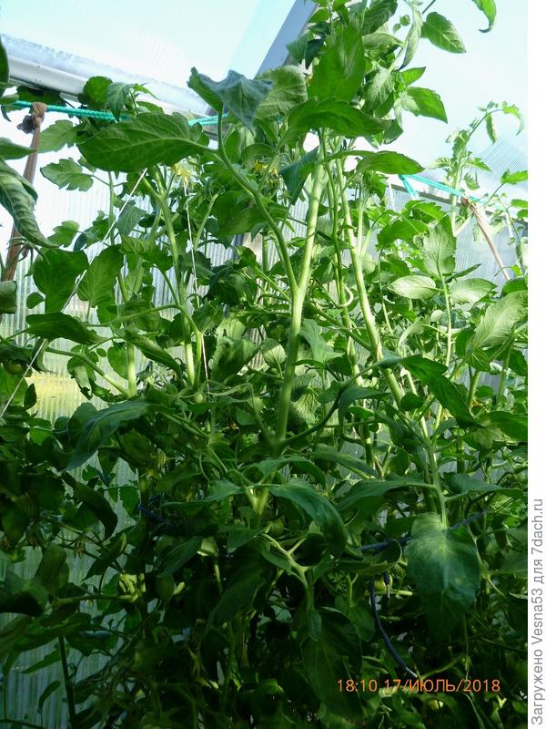 Лирика F1, куст №3, макушка куста.