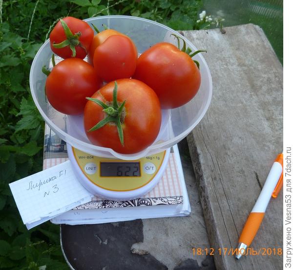 Лирика F1, плоды с куста №3 на весах.