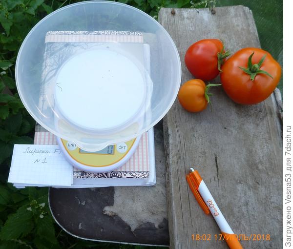 Плоды с куста №1 перед взвешиванием.