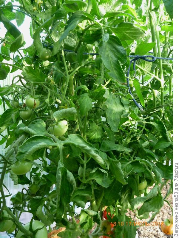 Куст №3, средняя часть.