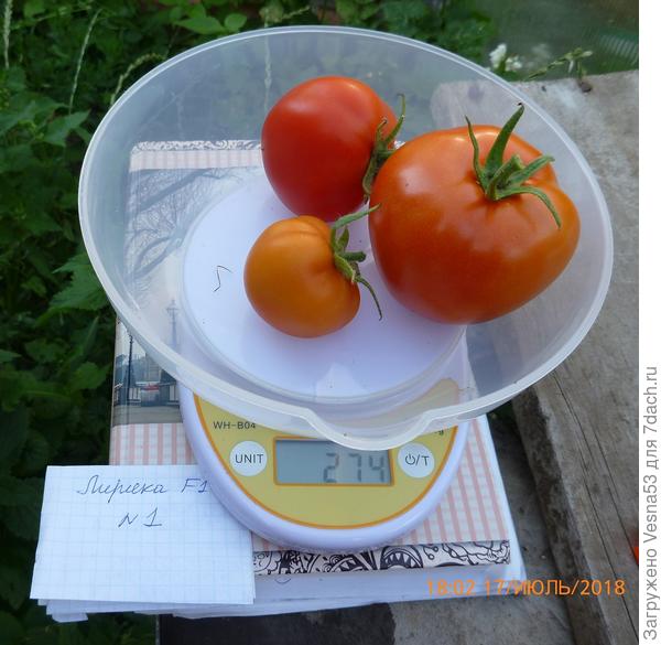 Лирика F1, плоды с куста №1 на весах.