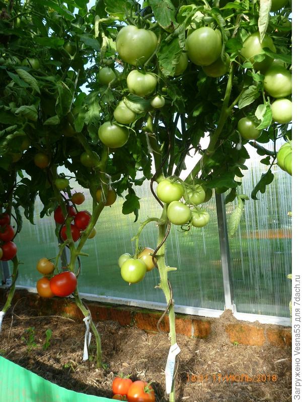 Лирика F1, куст №1, плоды сняты.