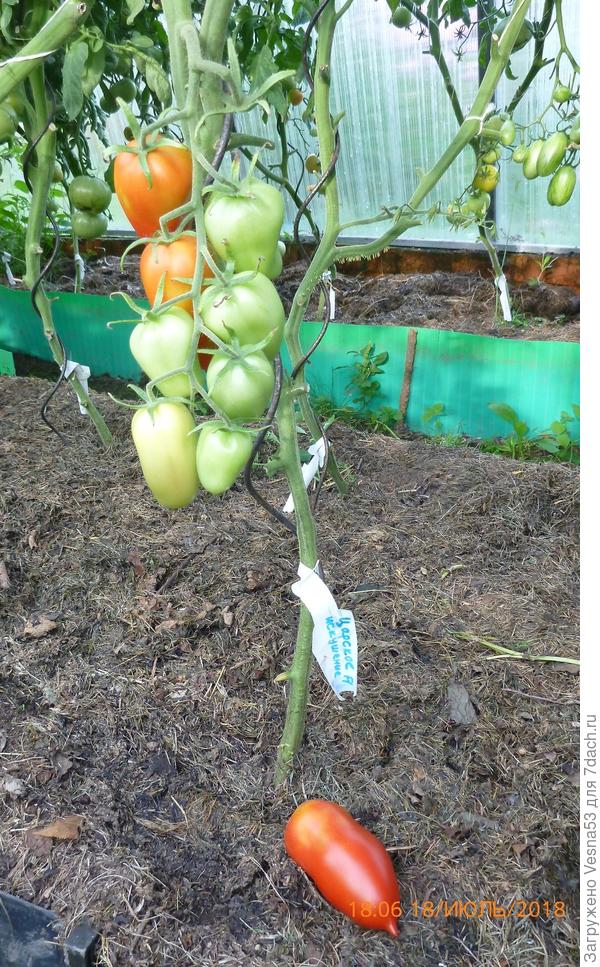 Первый плод снят. Остальные повисят еще на кусте.