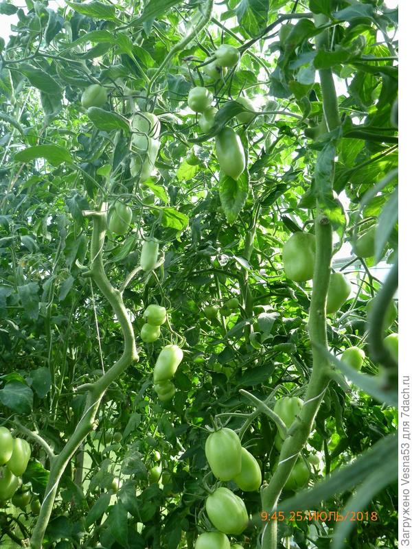 Куст №3, верхняя часть куста.