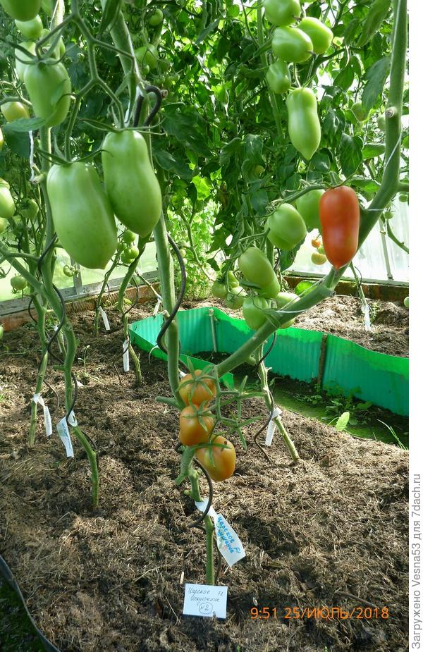 Куст №2, средняя часть куста перед снятием плодов.