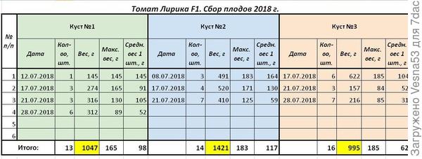 Учет плодоношения томата Лирика F1 по состоянию на 28 июля.