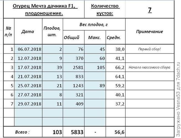 Плодоношение огурца Мечта Дачника F1 по состоянию на 29 июля.