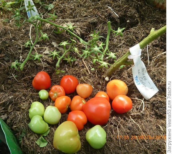 Полностью сняты плоды с двух нижних кистей на двух кустах.