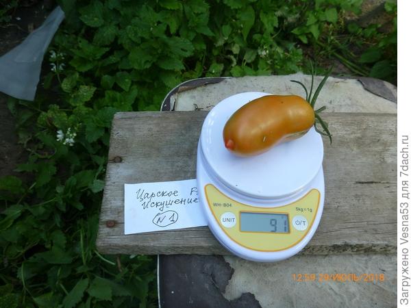 Самый крупный плод сбора 29 июля.