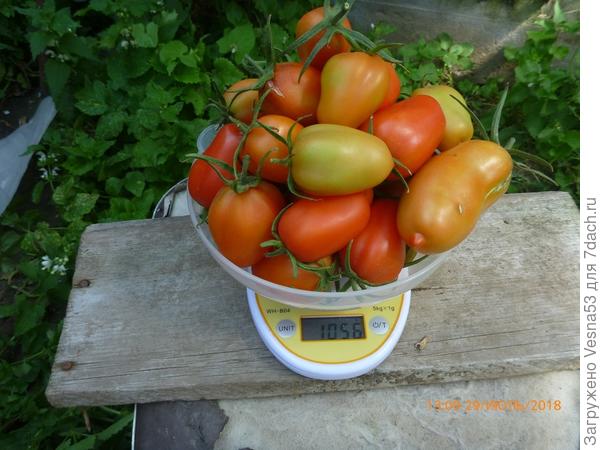 Плоды с трёх кустов на весах.