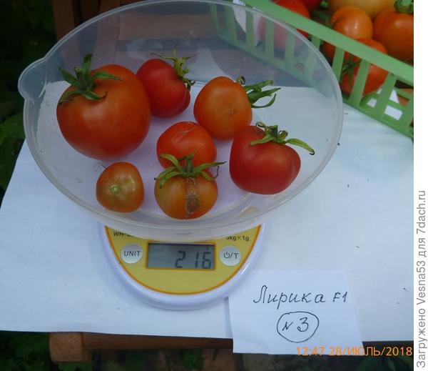 Плоды с куста №3 на весах.