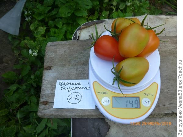 Куст №2, плоды на весах.