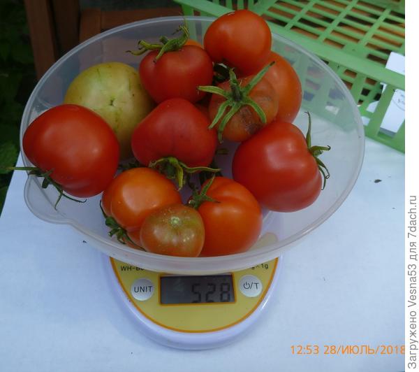 Сбор с кустов №1 и №3 на весах, 28 июля.