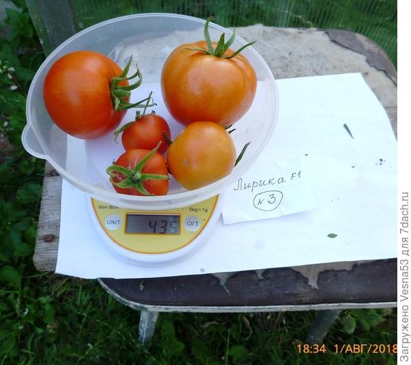 Куст №3, плоды на весах.