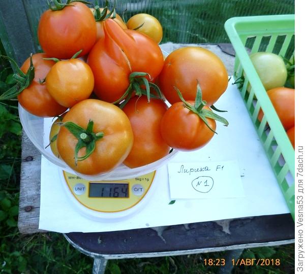 Куст №1, первая часть снятых плодов на весах.