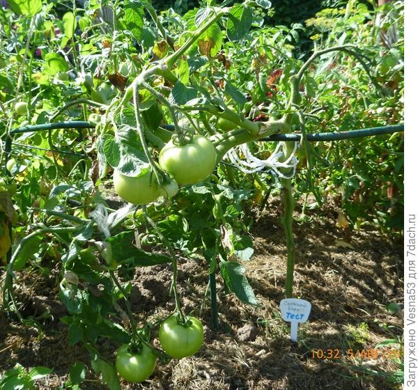 Куст томата Снежный барс 5 августа. Открытый грунт.