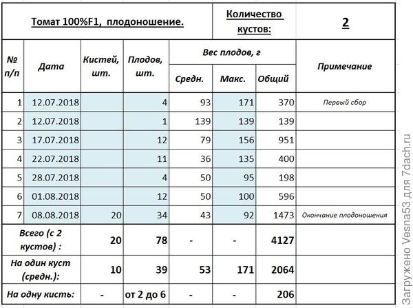 Итоги плодоношения томата 100% F1. 8 августа.