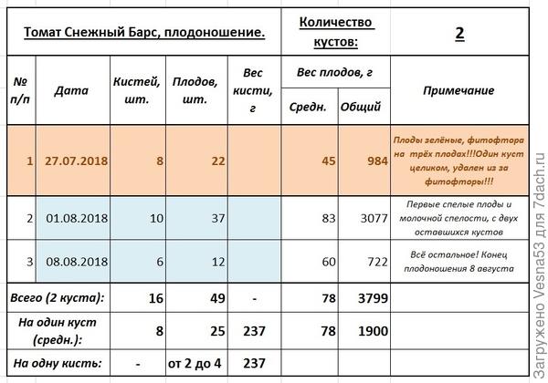 Учет плодоношения томата Снежный Барс в открытом грунте.