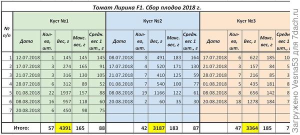 Томат Лирика F1, учет плодоношения по состоянию на 20 августа.