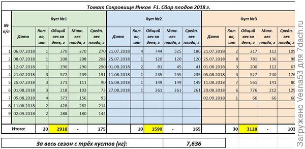 Томат Сокровище Инков F1, плодоношение по состоянию на 2 сентября