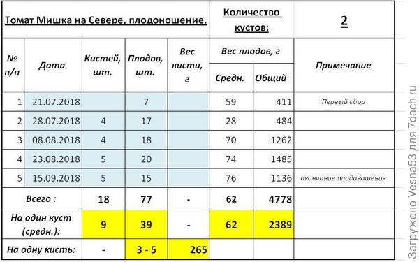 Плодоношение томата Мишка на Севере за весь период вегетации