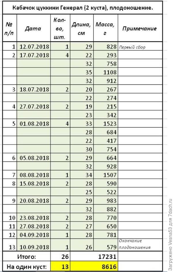 Итог плодоношения кабачка Генерал.