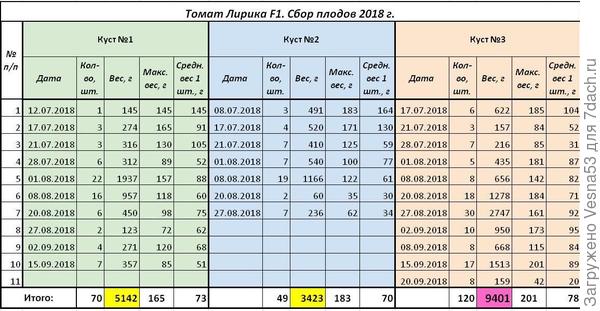 Томат Лирика F1, плодоношение за сезон 2018 г с трёх кустов.