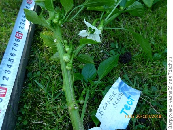 Большое Золото.