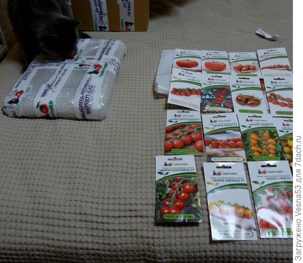 Любопытный кот.