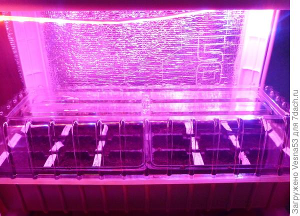 Мини-парничок под лампой