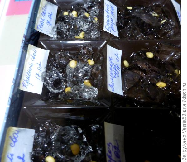 Проращивание в гидрогеле семян перца.