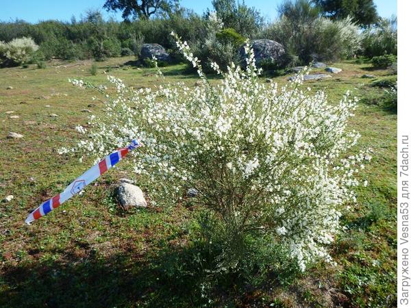 Цветущие кустики среди камней, не знаю названия